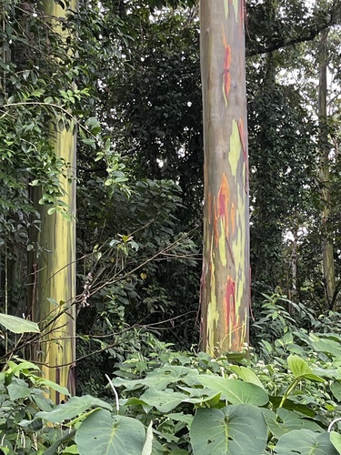 Foto de Eucalipto Arco-Íris