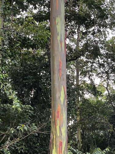 Foto de Eucalipto Arco-Íris