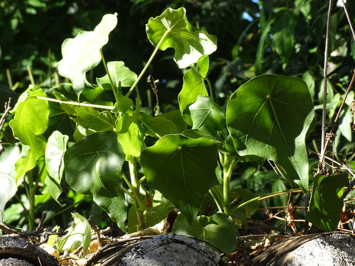 Image of Dendropanax arboreus by (c) Alexis López Hernández, some rights reserved (CC BY)