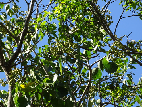 Image of Dendropanax arboreus by (c) Alexis López Hernández, some rights reserved (CC BY)