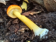 Amanita flavoconia image