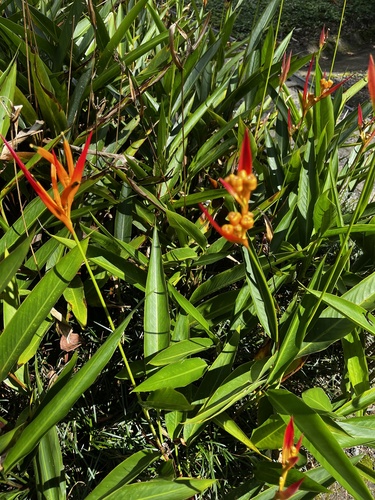 Foto de Bananeira-de-jardim
