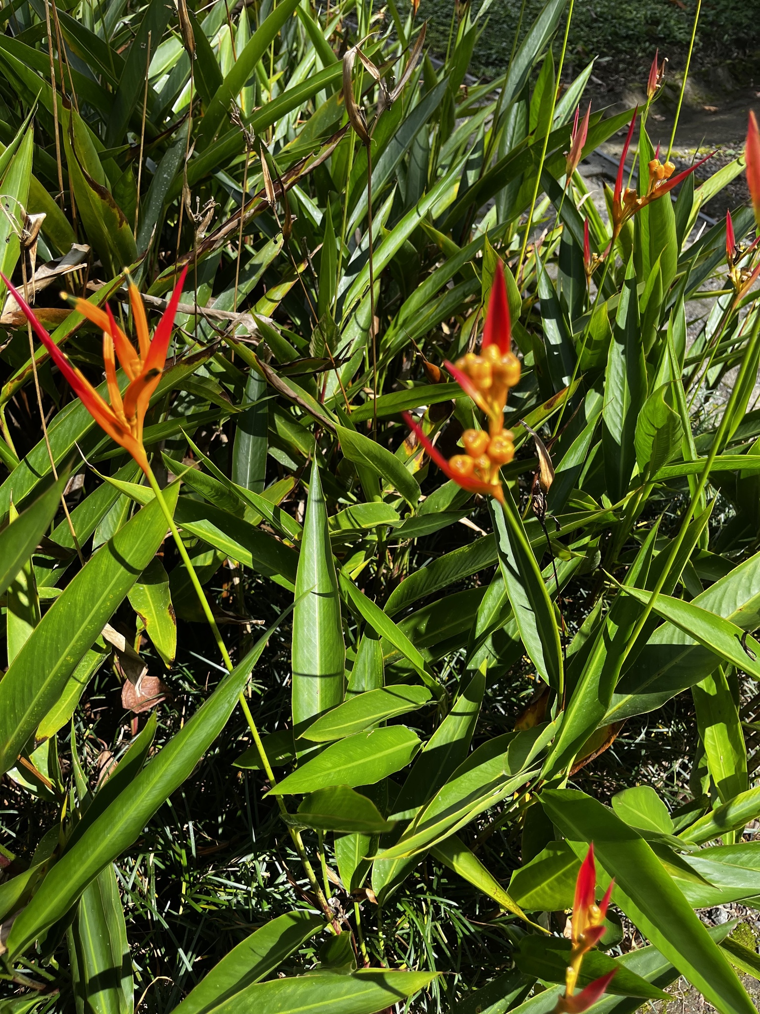Imagem de Bananeira-de-jardim