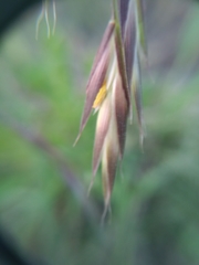Bromus secalinus
