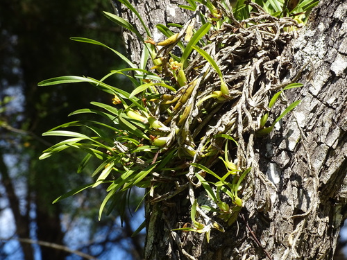 Maxillaria variabilis, photograph 3