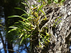 Maxillaria variabilis, photograph (c) Alexis López Hernández, some rights reserved (CC BY)