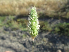 Phalaris minor