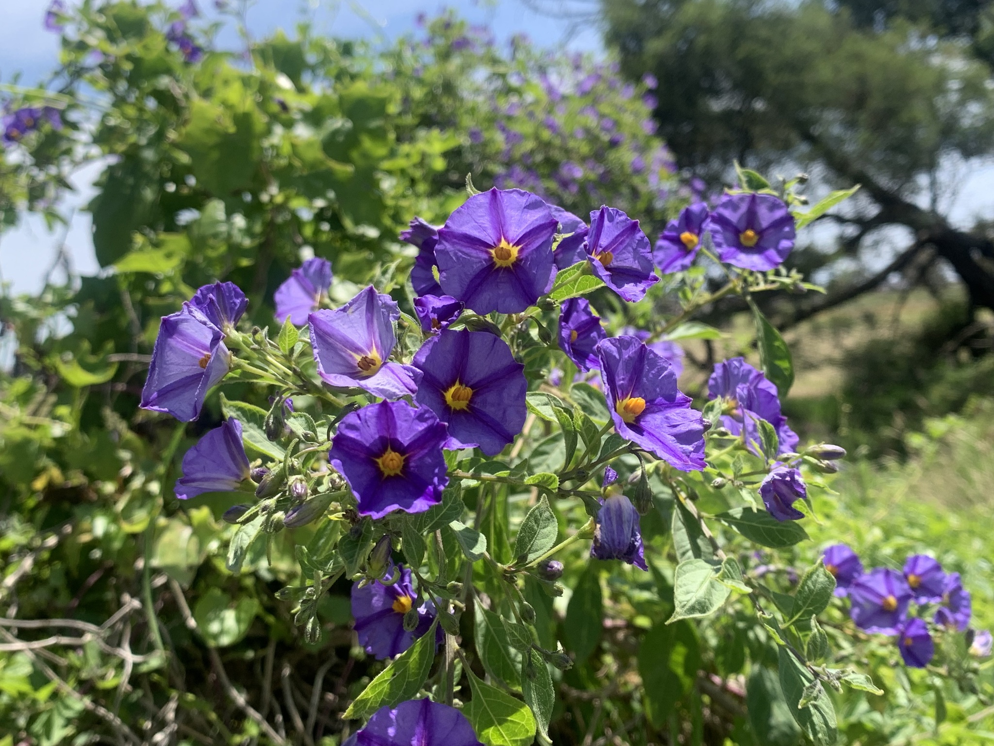 Imagem de Mirtilo-azul
