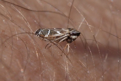 Cochlorhinus pasadenus