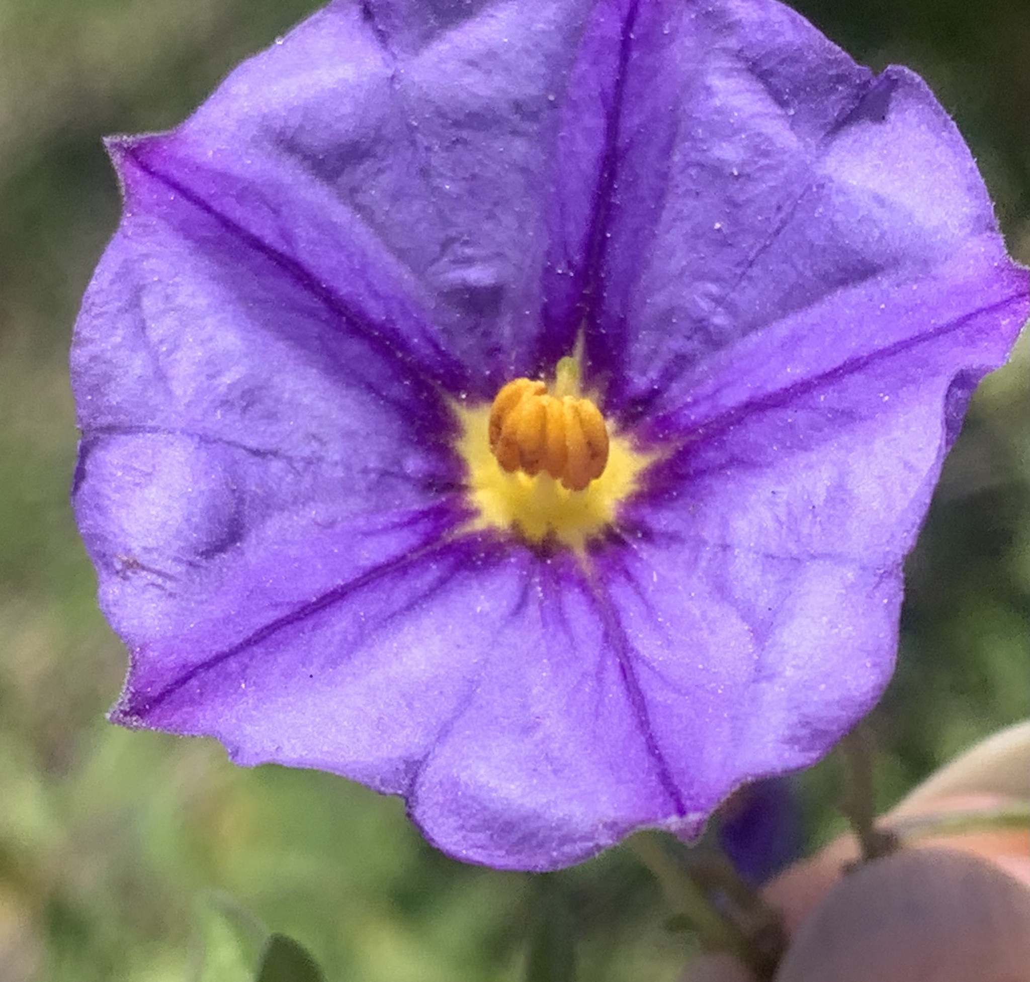 Imagem de Mirtilo-azul