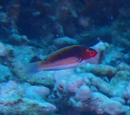 Cirrhilabrus luteovittatus observed 2023-12-28