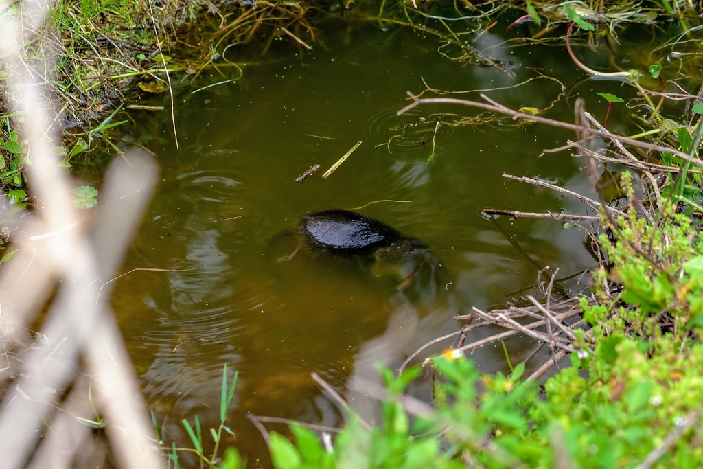 Round-tailed Muskrat