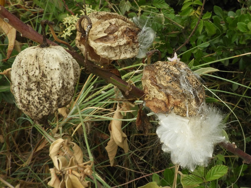 Gomphocarpus physocarpus image