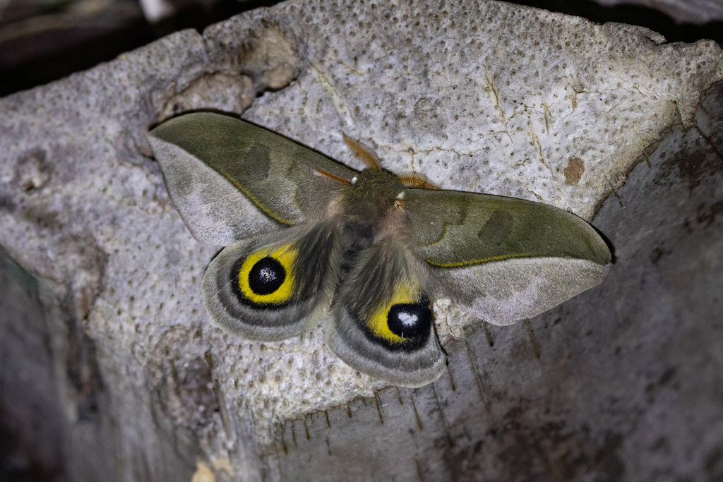 Automeris annulata
