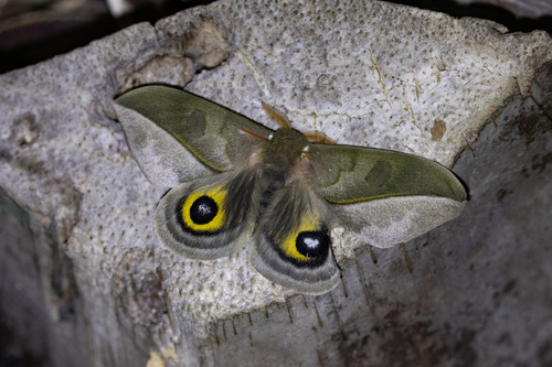 Automeris annulata