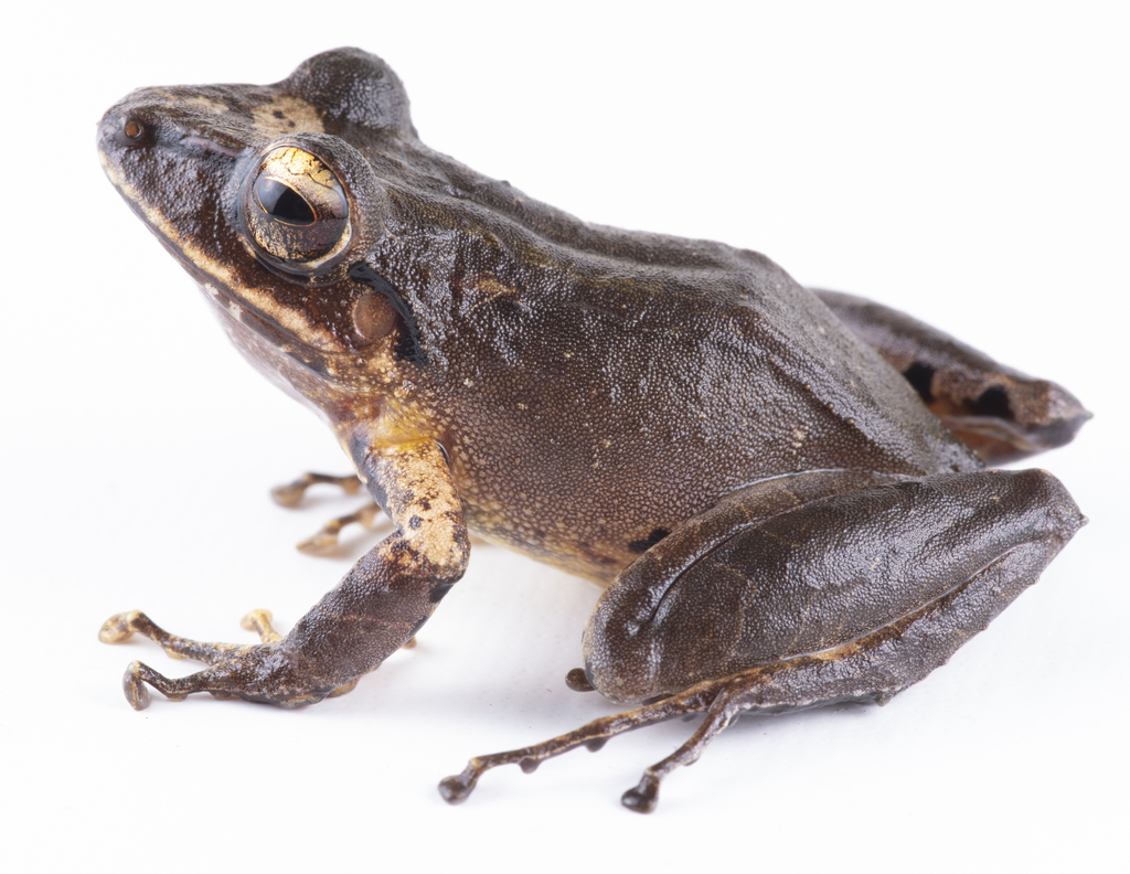Finca La Antigua Rain Frog