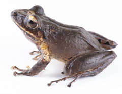 Finca La Antigua Rain Frog photo 1