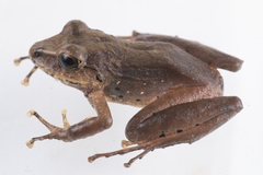 Finca La Antigua Rain Frog photo 2