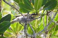 Gavicalis fasciogularis