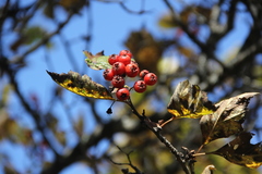 Crataegus dahurica