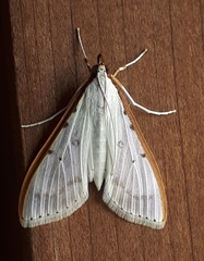 Palpita nigropunctalis