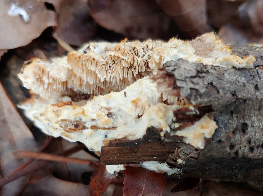Deercolored Trametes from Stone Mountain, GA, USA on January 5, 2024