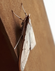 Palpita nigropunctalis