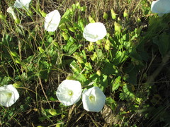 Calystegia macrostegia amplissima