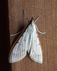 Palpita nigropunctalis