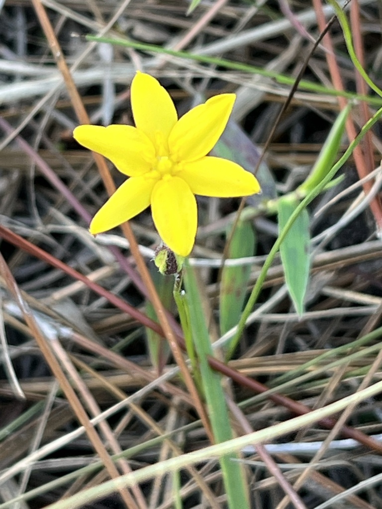 fringed star grass from St. Sebastian River Preserve State Park ...