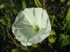 Calystegia macrostegia amplissima