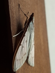 Palpita nigropunctalis