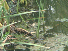 Sporophila torqueola