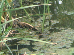 Sporophila torqueola