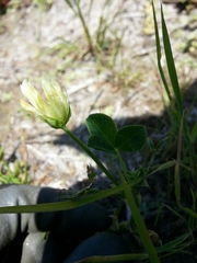 Trifolium fucatum