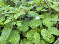 Hydrocotyle leucocephala image