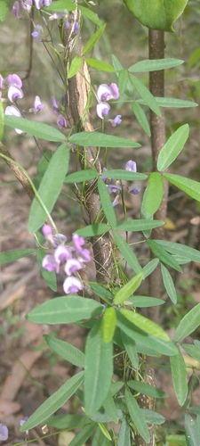 Image of Small-Leaf Glycine (Glycine microphylla) by no rights reserved