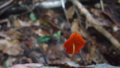 Marasmius ruber