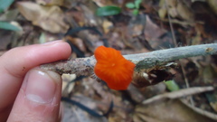 Marasmius ruber