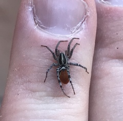 Castianeira occidens