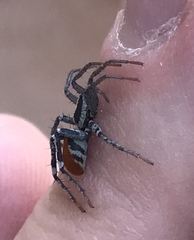 Castianeira occidens