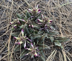 Pedicularis centranthera