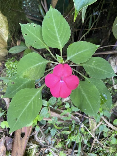 Foto de Maria-sem-vergonha