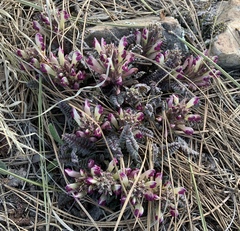 Pedicularis centranthera
