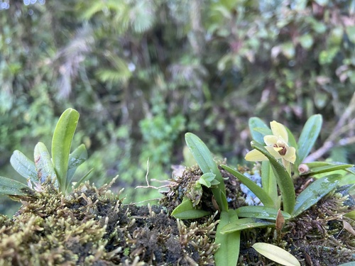 Maxillaria brachybulbon image