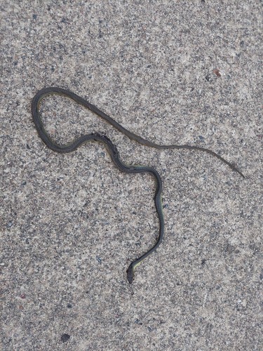 Common Tree Snake sighting