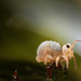 Sminthurididae - Photo (c) Andy Murray, algunos derechos reservados (CC BY-SA)