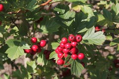 Crataegus dahurica