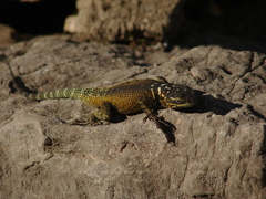 Sceloporus oberon
