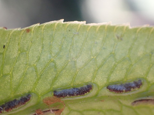 Image of Woodwardia orientalis by no rights reserved